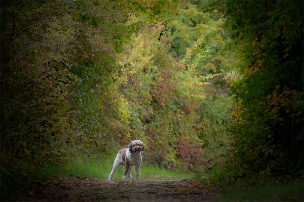 Durch diese Gasse muß der Hohle kommen :-))