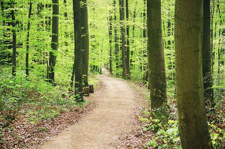 Durch diese hohle Gasse muß er kommen. Oder Sie???