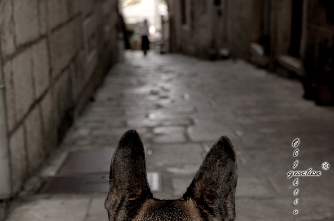 ...durch diese hohle Gasse muß SIE (die Katze) kommen...