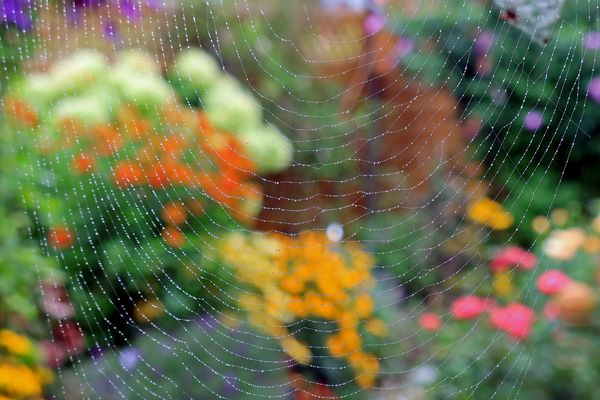 Durch dieses beperlte kunstvolle Netz ...