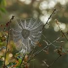  Durch ein Spinnennetz geschaut, Spinnennetze sind architektonische Meisterwerke.