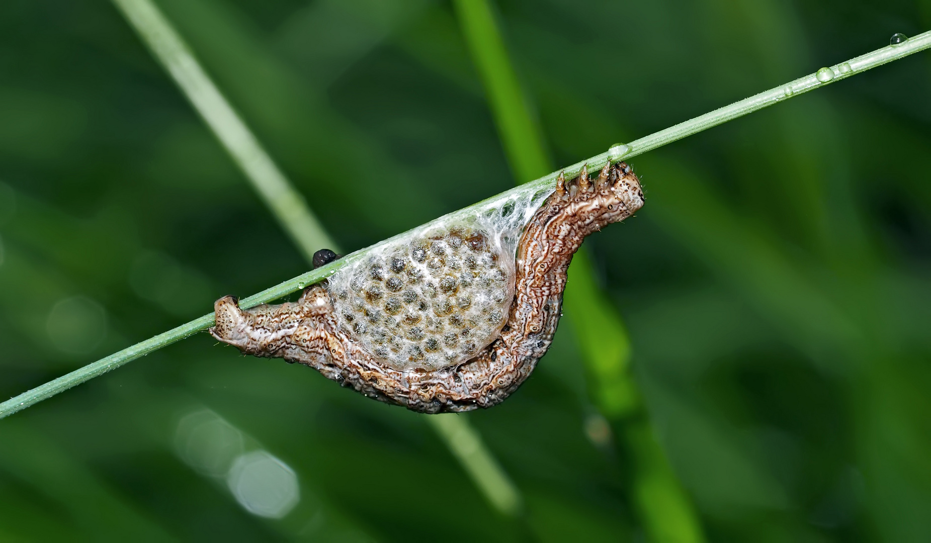 Durch eine Brack- oder Erzwespe parasitierte Raupe.* - Cette chenille est la victime...