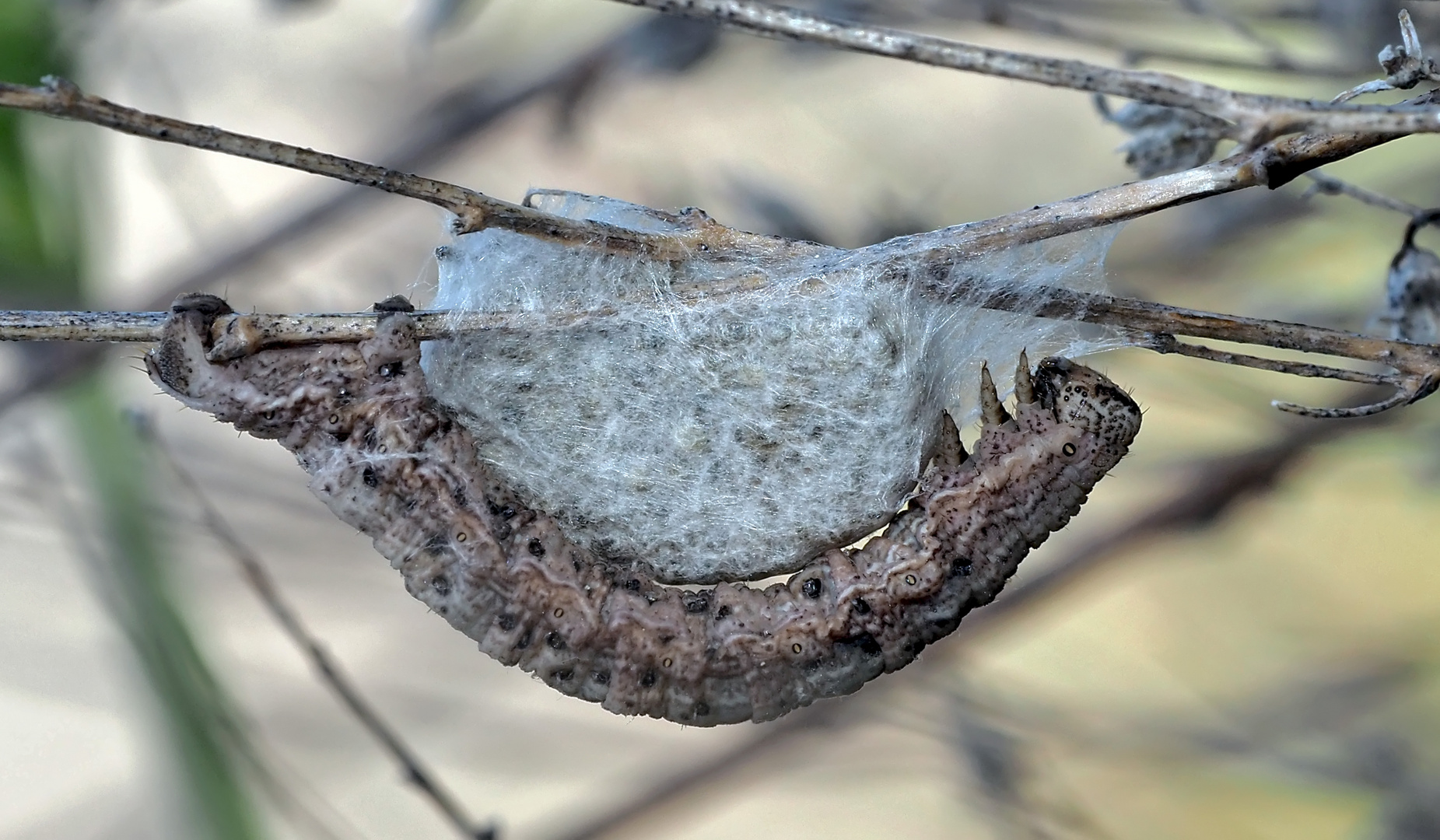 Durch eine ...Brack- oder Erzwespe... parasitierte Raupe... * - Une chenille qui a été attaquée! 