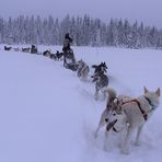 durch Finnlands Winterwald