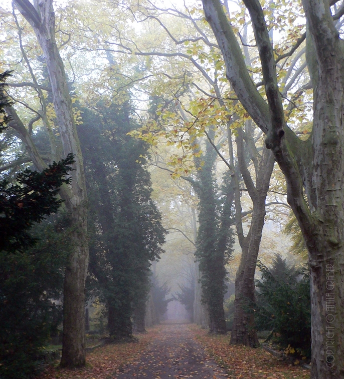 durch Herbst und Nebel