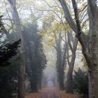 durch Herbst und Nebel