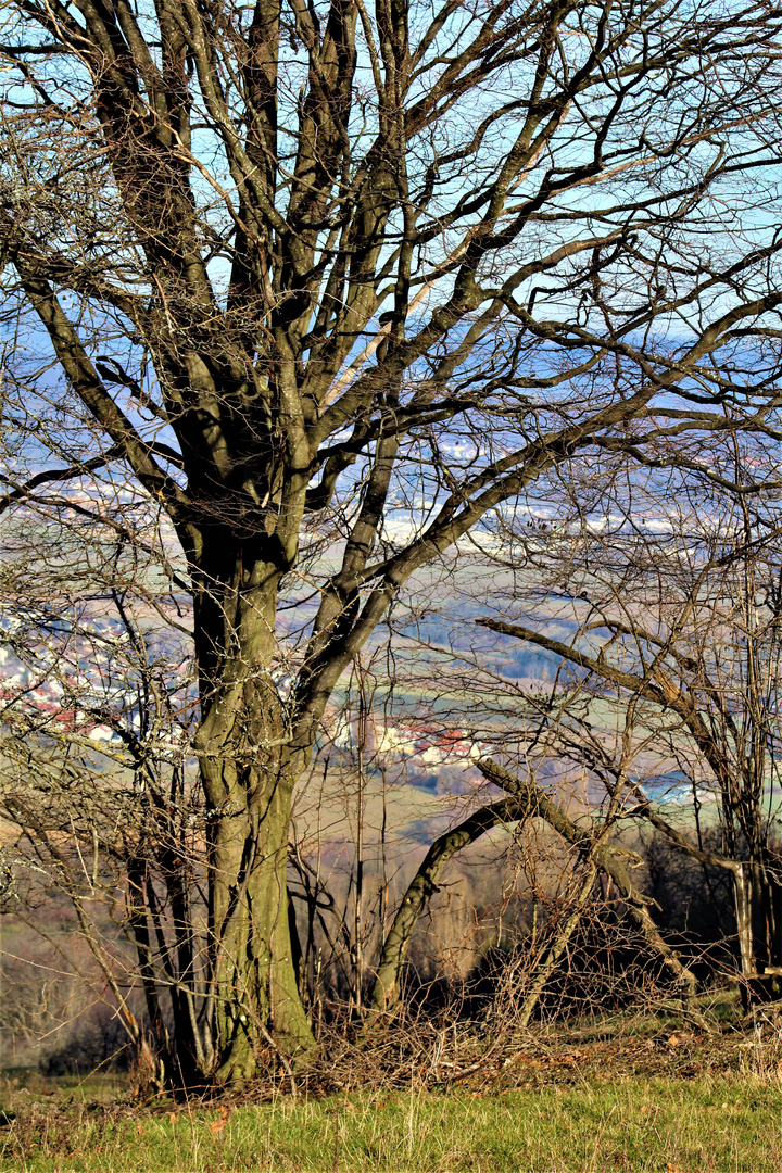 durch kahles Geäst , der Blick ins Tal