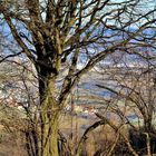 durch kahles Geäst , der Blick ins Tal