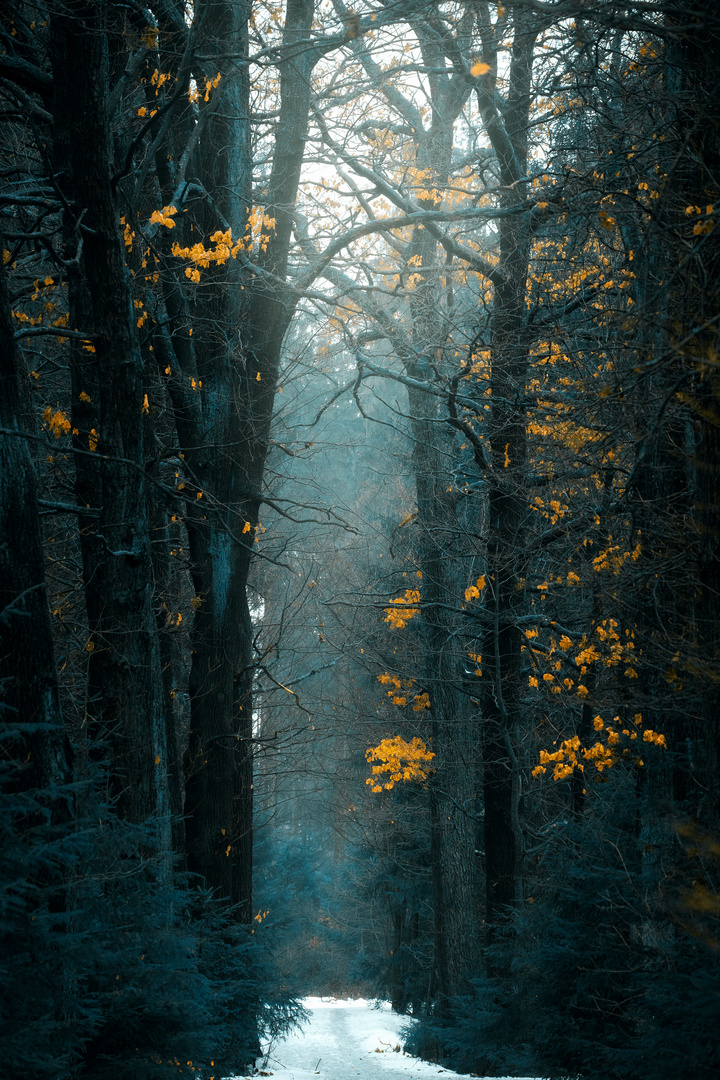 Durch kalten Wald
