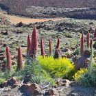 Durch Lava und Geröll auf dem Weg zum Teide