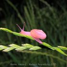 Durch rosa Brille sehen...