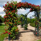 Durch Rosenranken zum Posttower