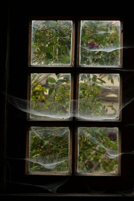 Durch Spinnweben Geblickt