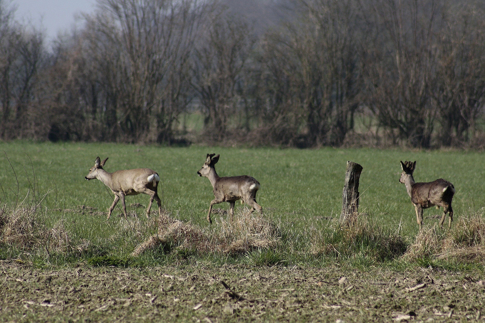 Durch Wald und Flur