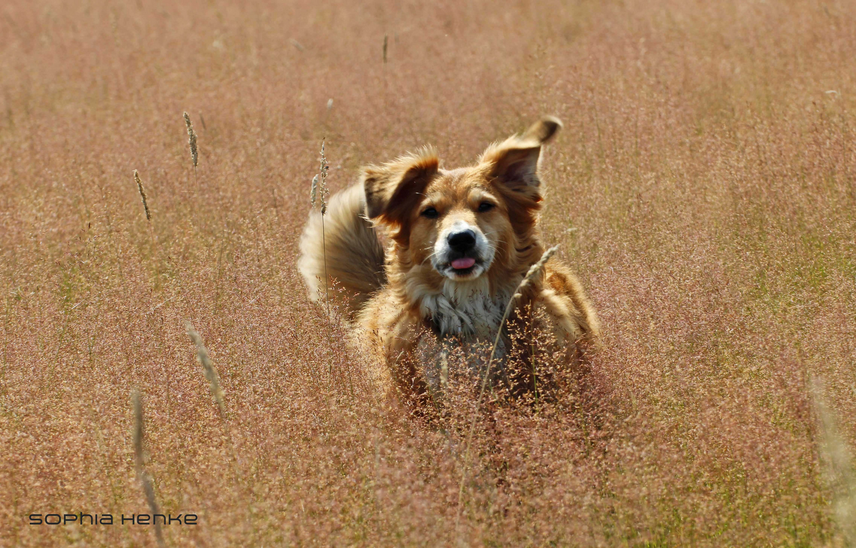Durch Wald und Wiesen..... Foto &amp; Bild | tiere, haustiere, hunde Bilder ...