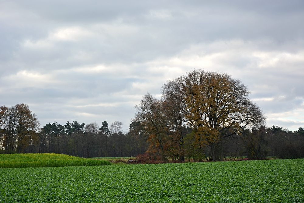 Durch Wiesen, Felder Und Wälder