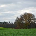 Durch Wiesen, Felder Und Wälder