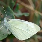 Durch Zufall auf der Wiese entdeckt