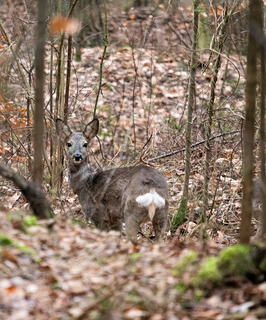 Durch zufall Blickkontakt 