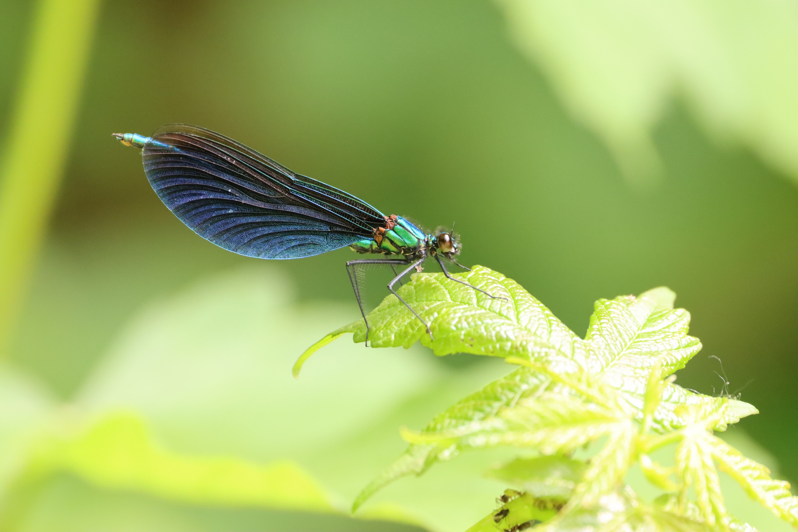 Durch zufall Libelle Erwischt 