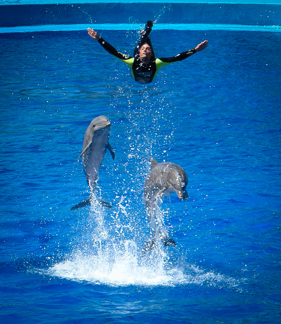 Durch zwei Delphine in die Luft geschleudert