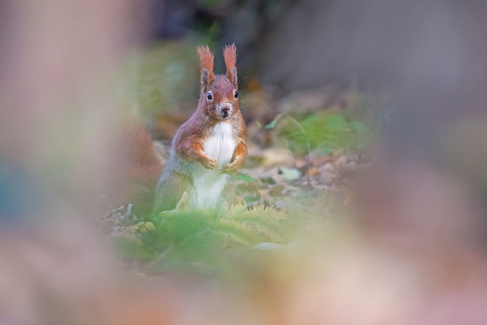 Durchblick