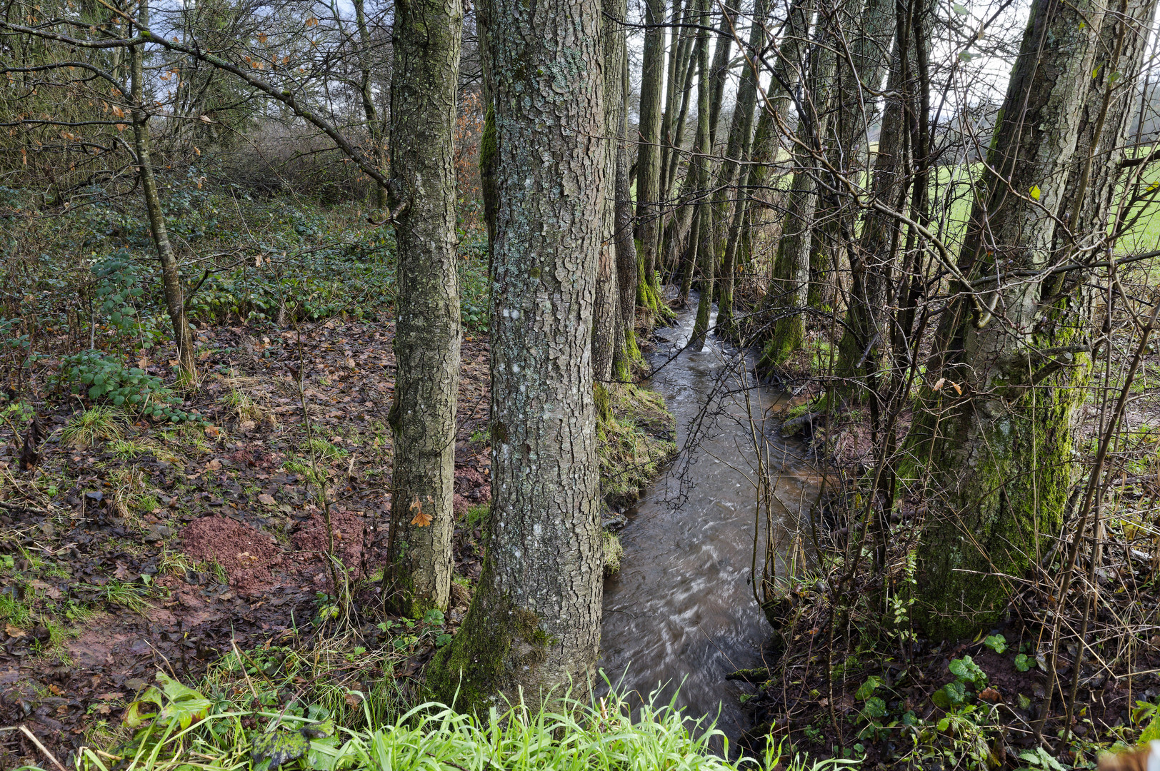 Durchblick am Bachlauf