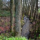 Durchblick am Bachlauf