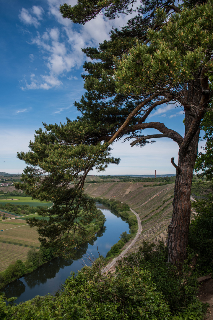 Durchblick am Pfingsmontag auf den Neckar