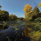 Durchblick am Schilfufer