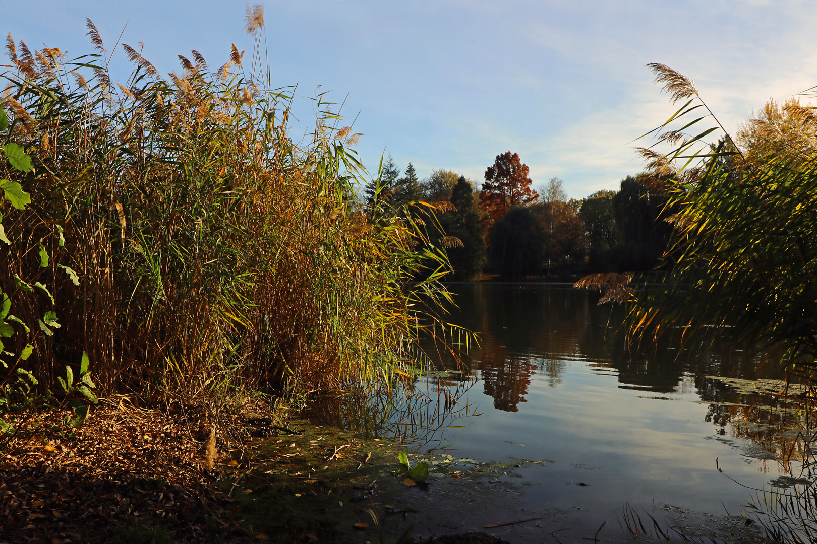 Durchblick am Seeufer