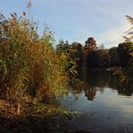 Durchblick am Seeufer