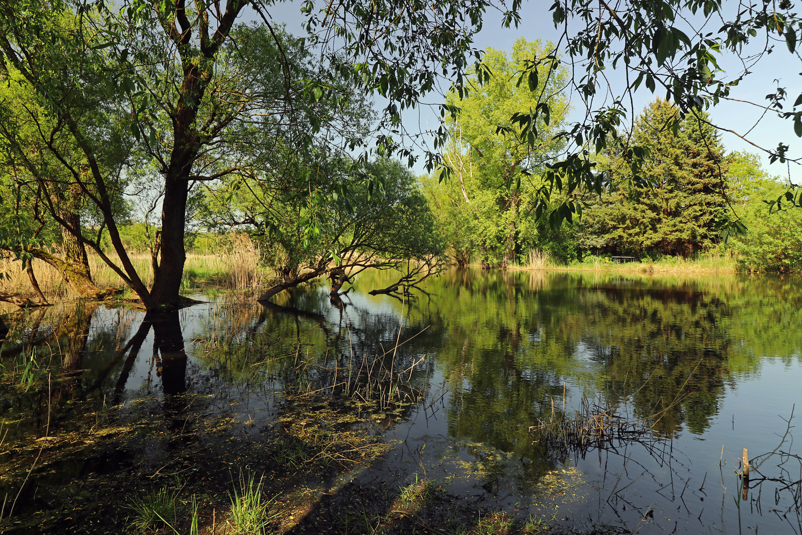 Durchblick am Teich