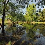 Durchblick am Teich