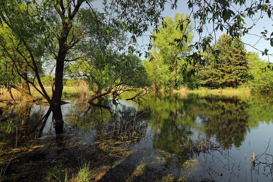 Durchblick am Teich