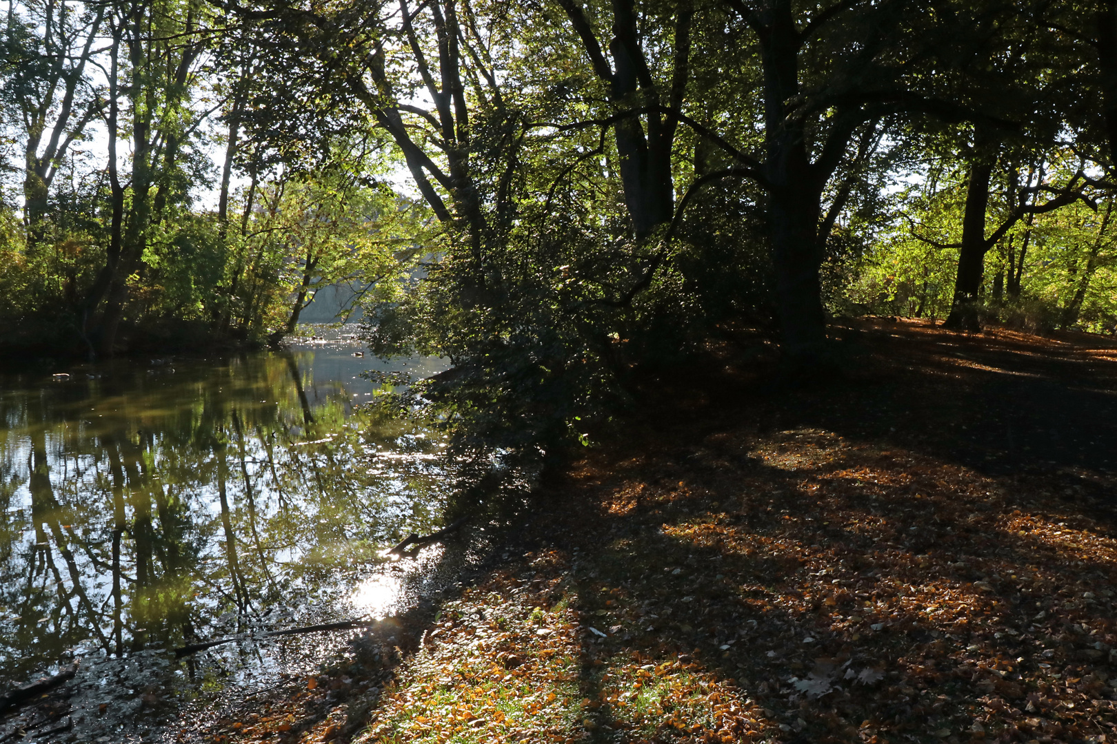 Durchblick am Teichufer