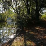 Durchblick am Teichufer