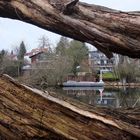 Durchblick am Ufer