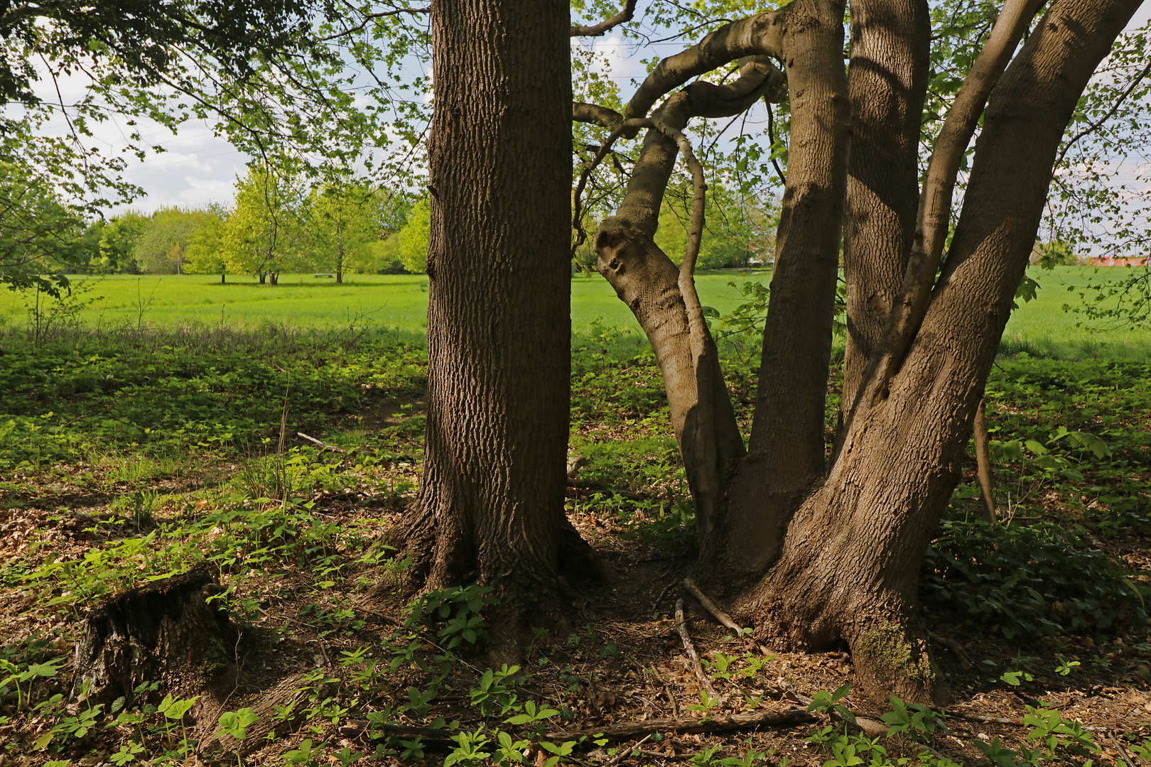 Durchblick am Waldrand