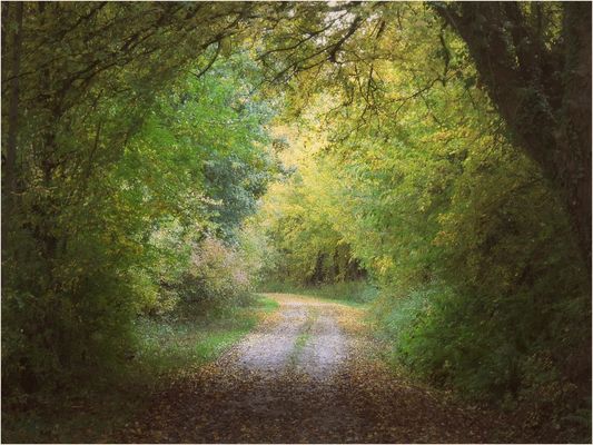 Durchblick am Waldweg