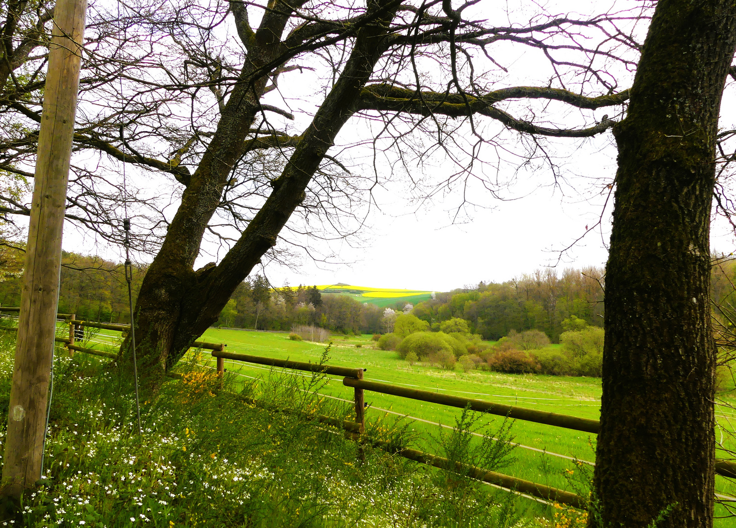 Durchblick an der Pferdeweide