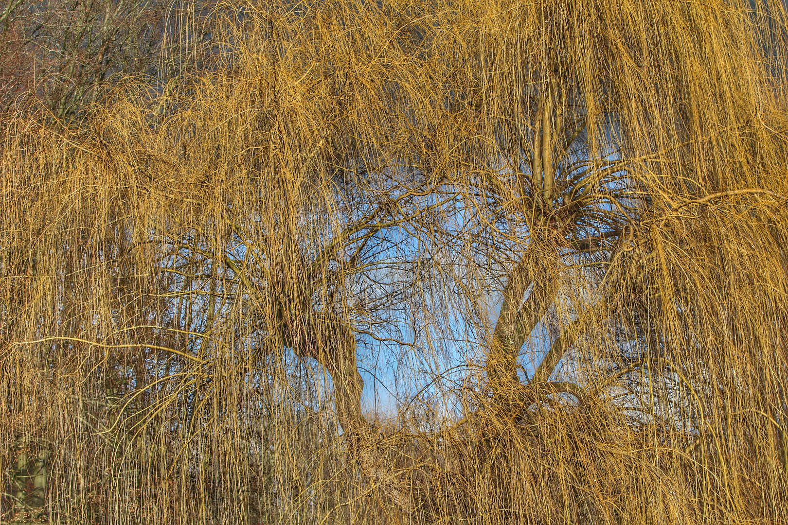 Durchblick an der Weide