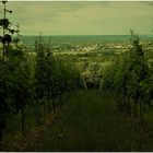 Durchblick auf das ferne Städtchen am Rhein