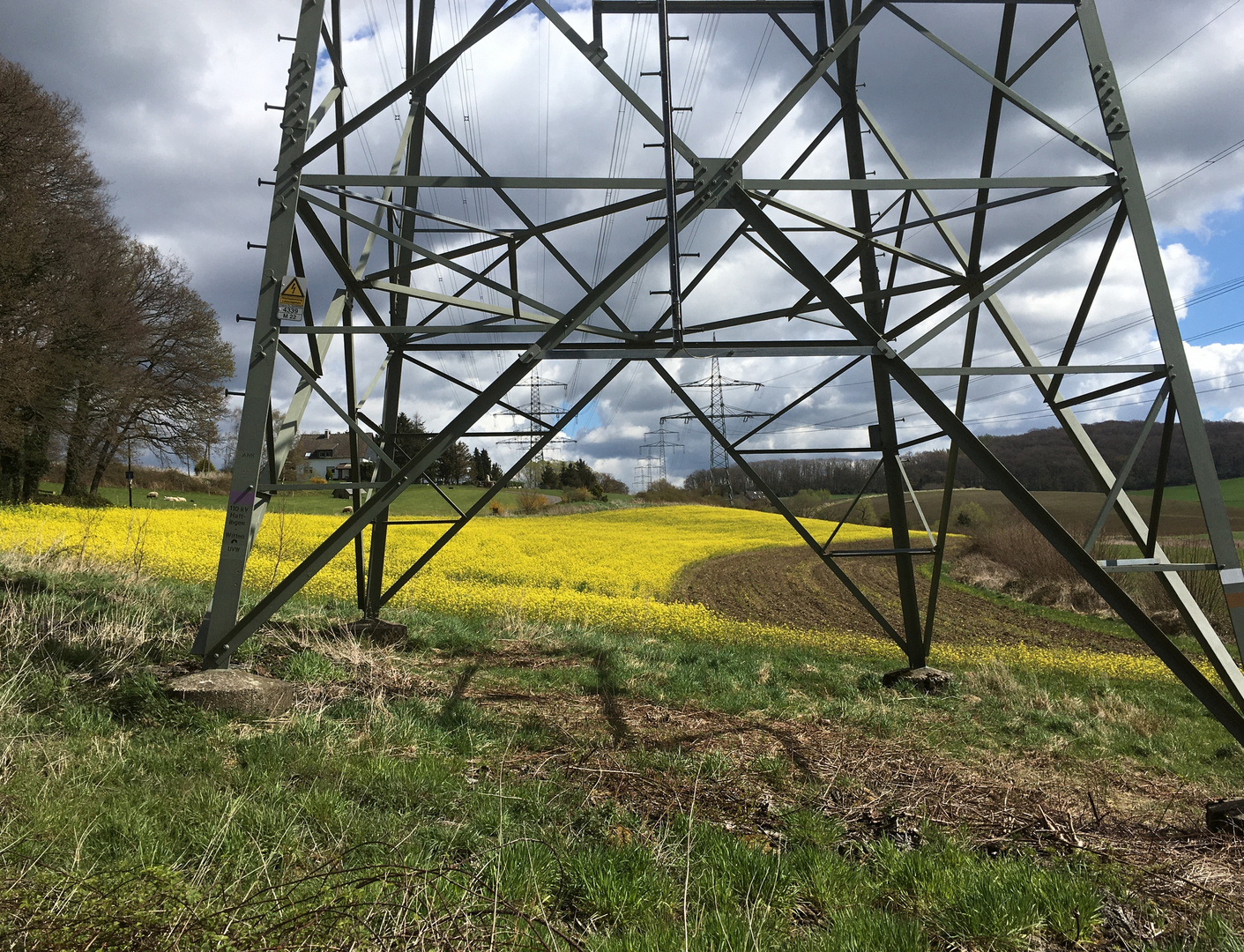 Durchblick auf das Rapsfeld