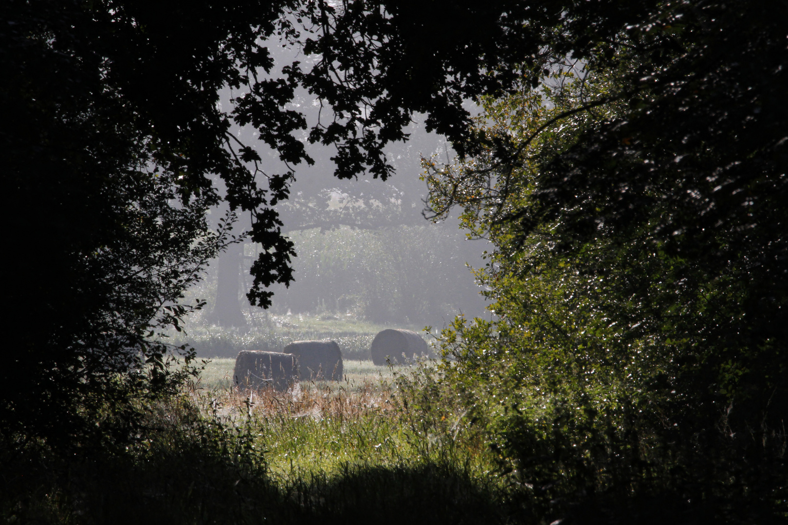 Durchblick auf das sommerliche Feld