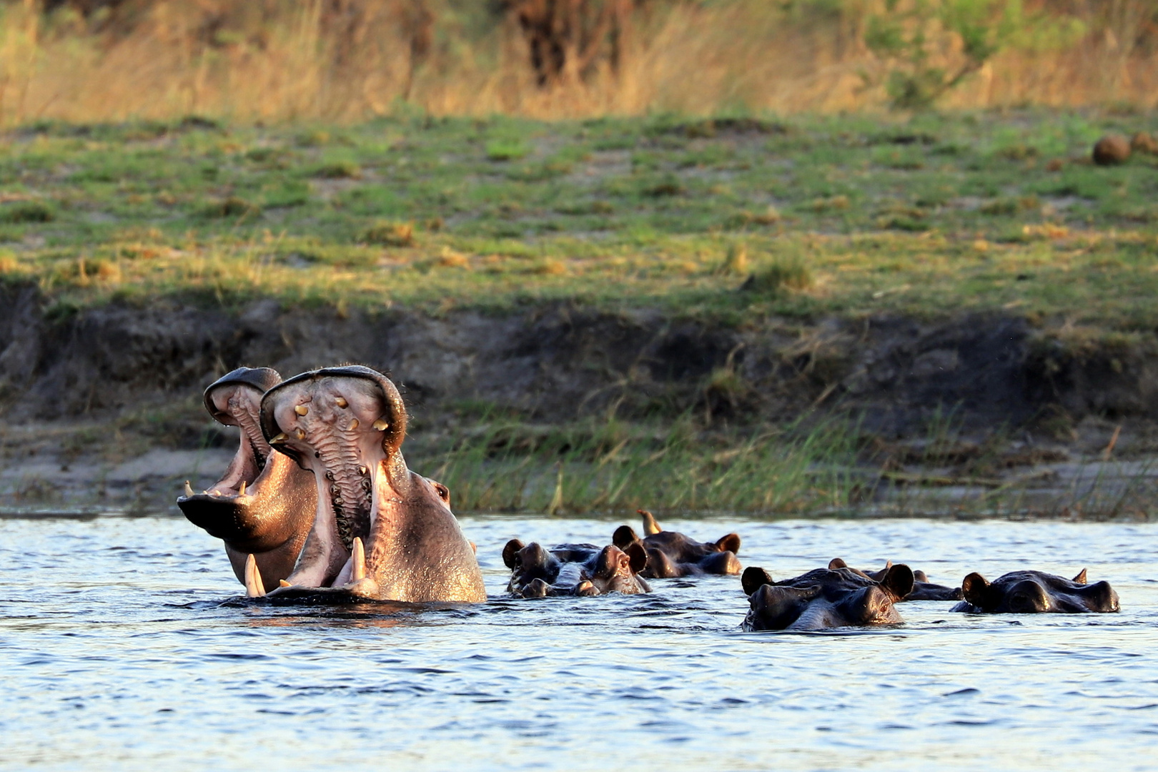 Durchblick auf das, was Hippos so gefährlich macht