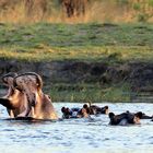 Durchblick auf das, was Hippos so gefährlich macht