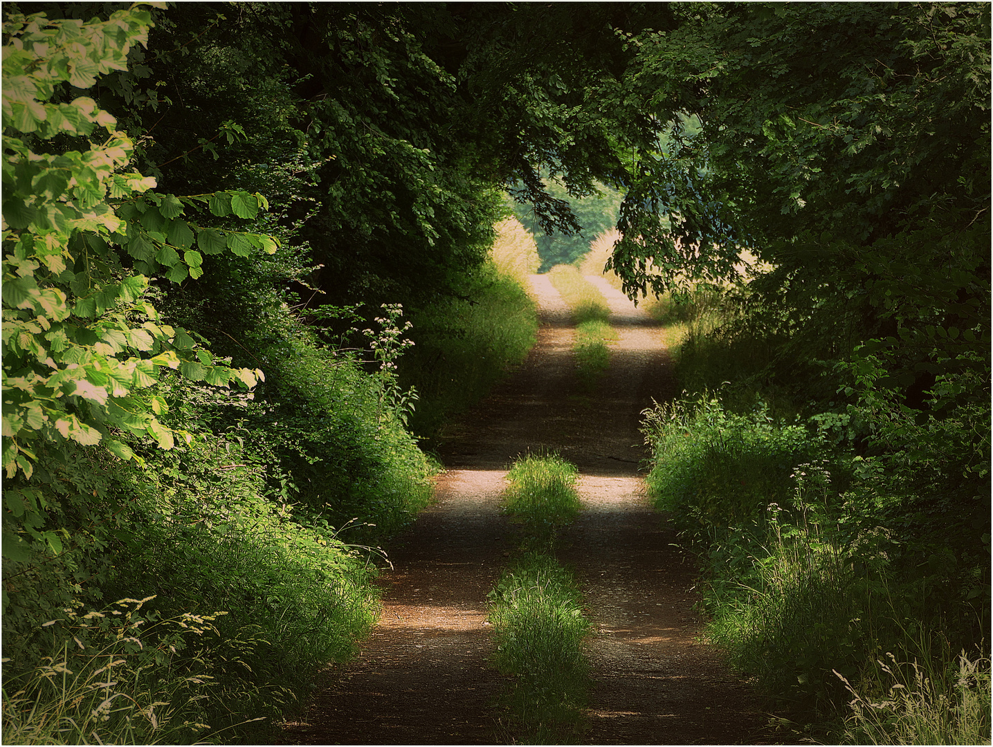 Durchblick auf dem Waldweg