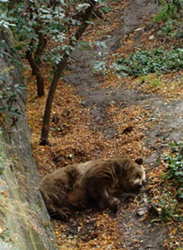 Durchblick-auf-den-Bären-