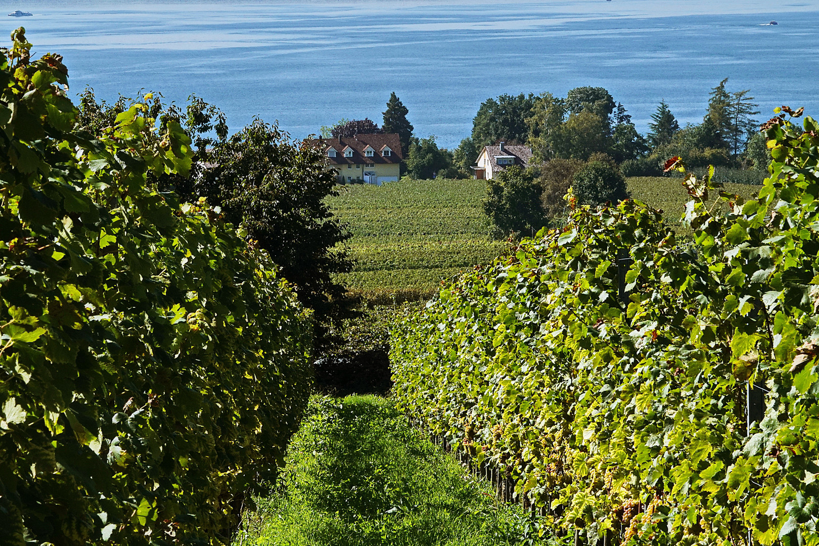 Durchblick auf den Bodensee